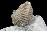 Flexicalymene senaria Trilobite - Ontario #107506-2